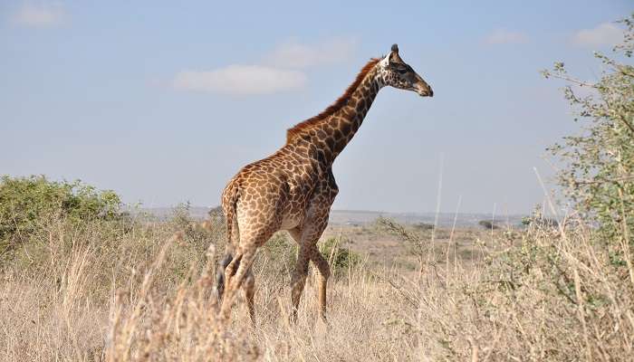 Nairobi National Park, Kenya, is a great place to visit near the Karen Blixen Museum.