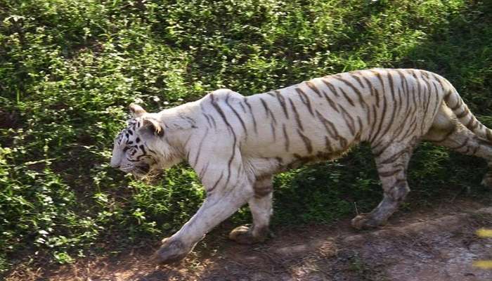 Rare white tiger at Nankankadan Zoological Park in Bhubaneshwar