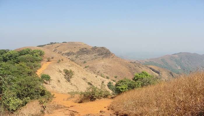 Eugenia Plant In The Hills 