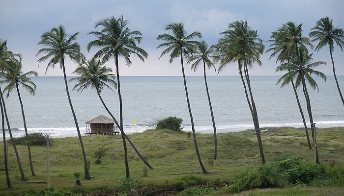 A view of the Mandrem beach with the palm tree backdrop.
