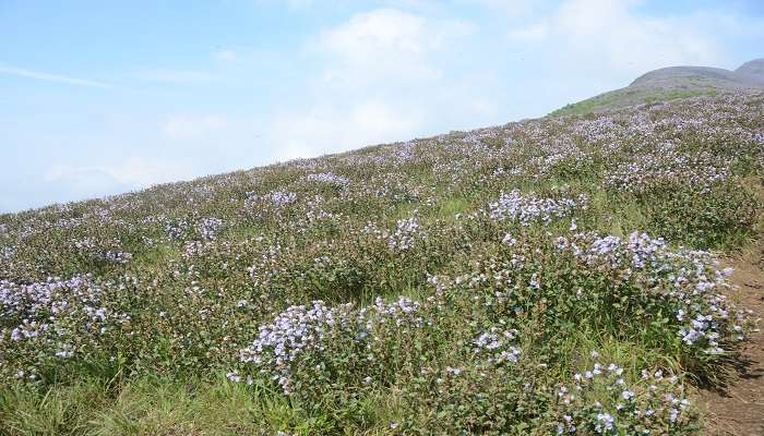 Neelakurinji flowers in bloom and Naikolli Mala peak in the backdrop