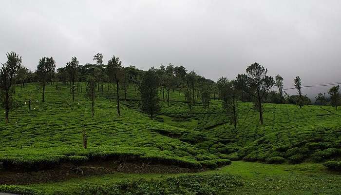 Nelliyampathy Hills