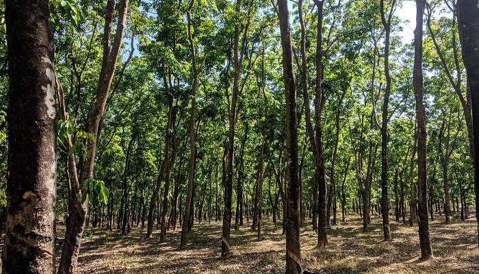 Rubber plantation at the Netravali Wildlife Sanctuary