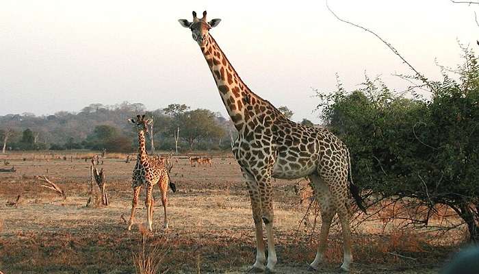Giraffe feeding at Nguuni Nature Sanctuary near Nyali beach 