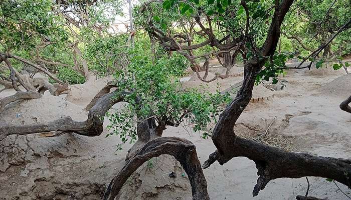 Paired trees of Nidhivan