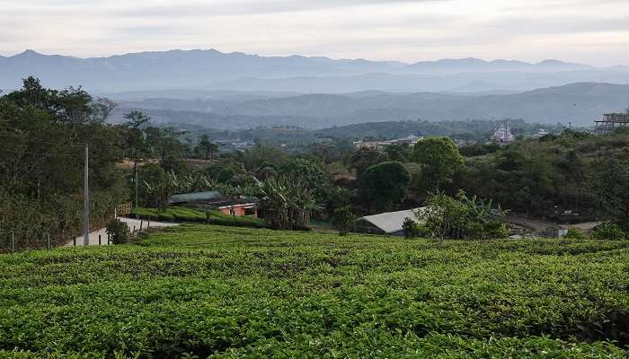 The Evening View of Idukki Wildlife Sanctuary