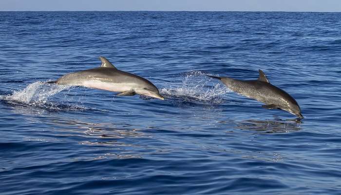 Observation des dauphins, Pour une expérience décalée