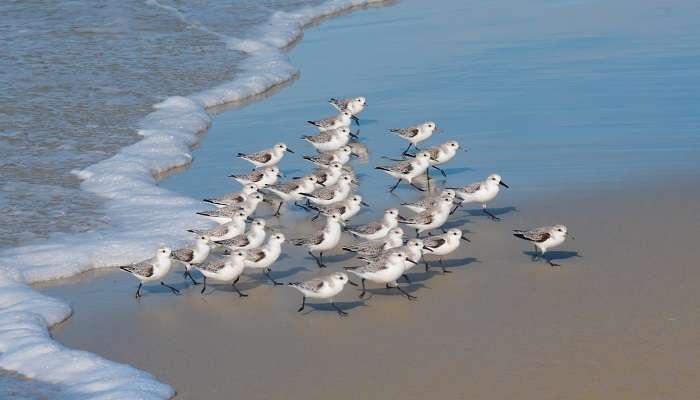 A flock of birds at pedro point beach