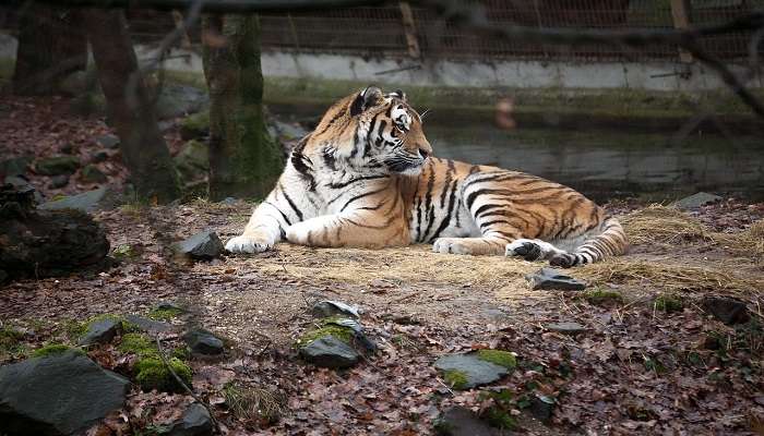 Spot tigers at the Nagarjunasagar Wildlife Sanctuary