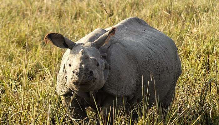 Go on a rhino safari