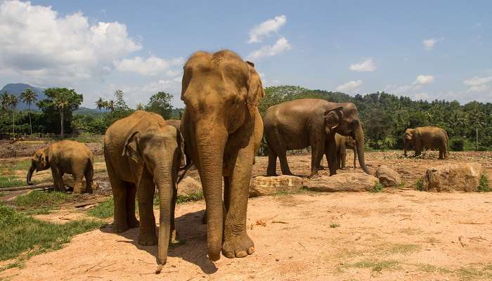 Pinnawala Elephant Orphanage, C’est l’une des meilleurs endroits à visiter à kandy