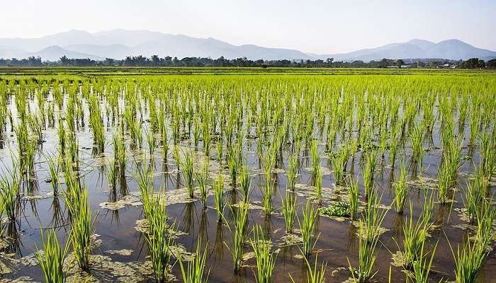 Take a stroll through the verdant rice fields of Pantai Pererenan