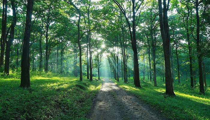 The view of Parambikulam Tiger Reserve in the morning 