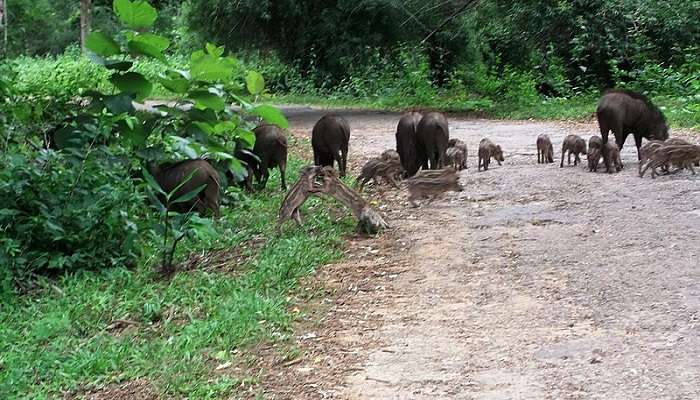 Parambikulam Wildlife Sanctuary