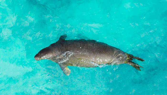 Seal Snorkel in Sea Life Sydney Aquarium