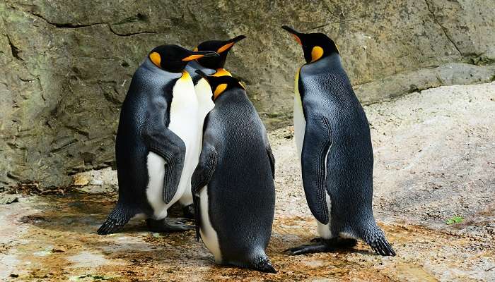 Have fun in Penguin Expedition in Sea Life Sydney Aquarium