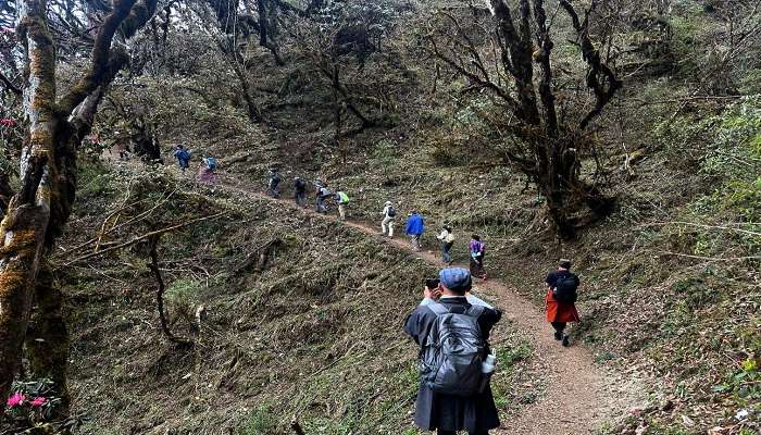 Phobji Nature Trail, a famous trekking spot near Wangdue Phodrang Bhutan.