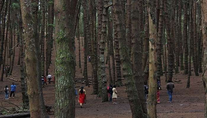 If you are planning for a vacation in Kodaikanal, do visit this place -Pine Forest and unwind amidst the dense forest.