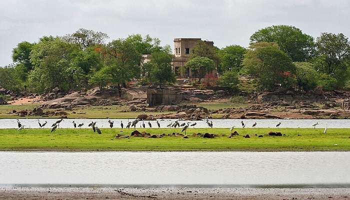 Discover the wilderness at Pocharam Wildlife Sanctuary, one of the top places to visit in Nizamabad. 