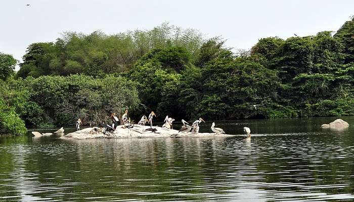 A flock of birds at the bird sanctuary