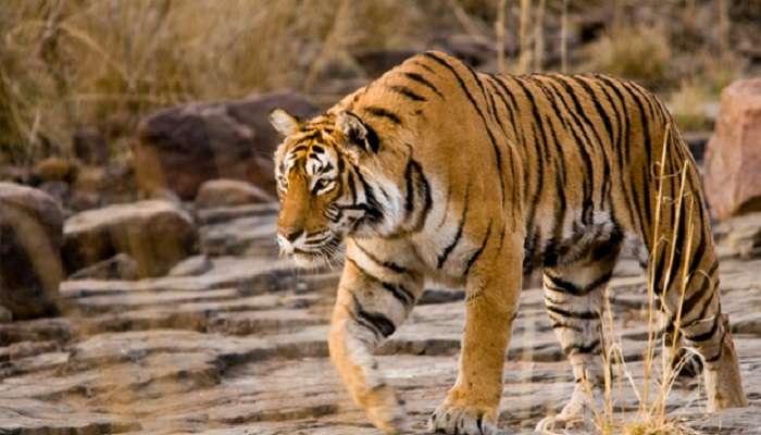 Tigers at Ranthambore National Park