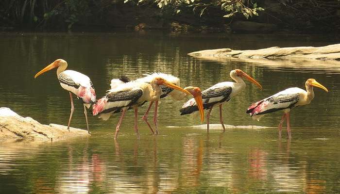 Resorts Near Ranganathittu Bird Sanctuary