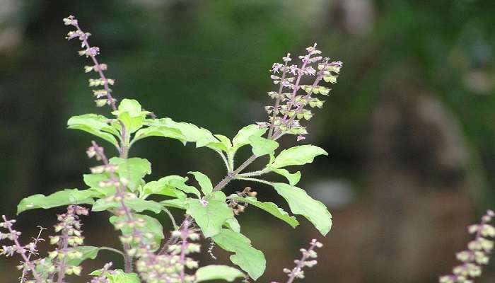 This is how Tulsi plants look like