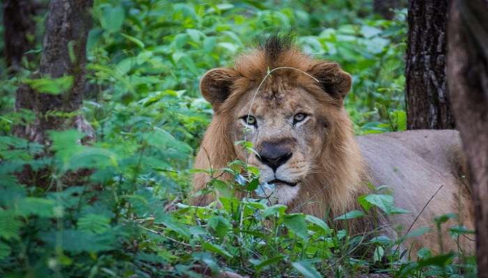 Safari du tigre et du lion de Tavarekoppa, C’est l’une des meilleurs endroits touristiques près de Jog Falls