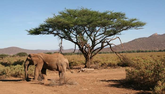 The wildlife at the Samburu National Reserve, near Bomas of Kenya 
