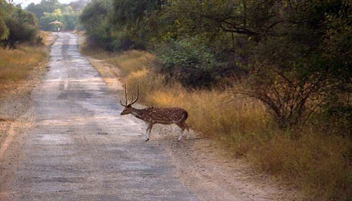 A beautiful Deer standing in the middle of the road of Sariska National Park at neemana fort palace.