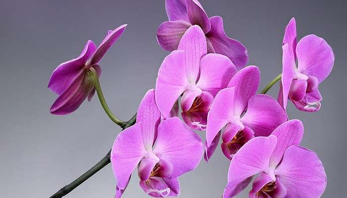 Purple and white orchids in Sessa Orchid Sanctuary near Bomdila monastery