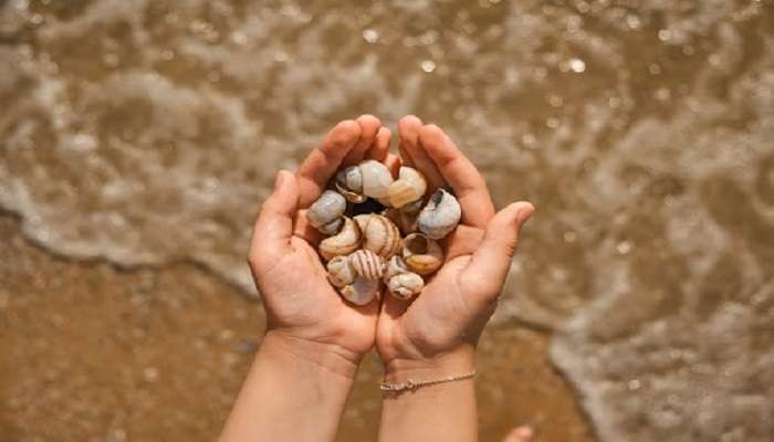 shell collecting at pedo point