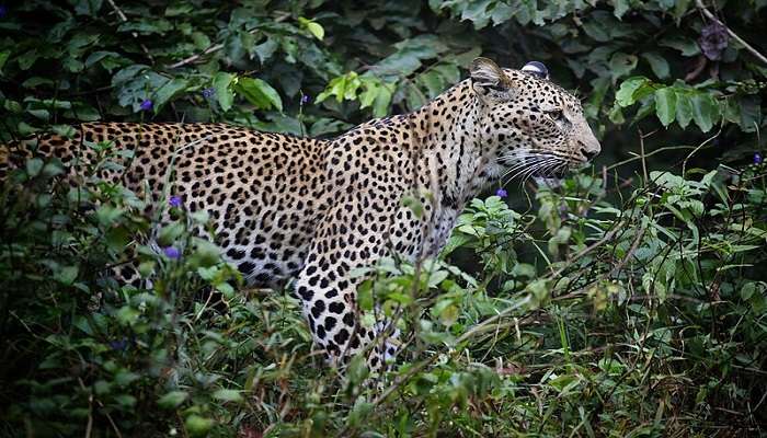A Leopard at the Reserve