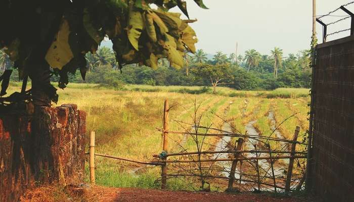 Green fields in the Siolim village of Goa, India