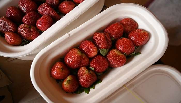 Experience the fun while picking strawberries 