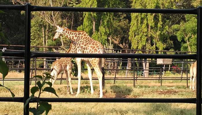 Giraffes basking comfortably in the sun at the Mysore Zoo