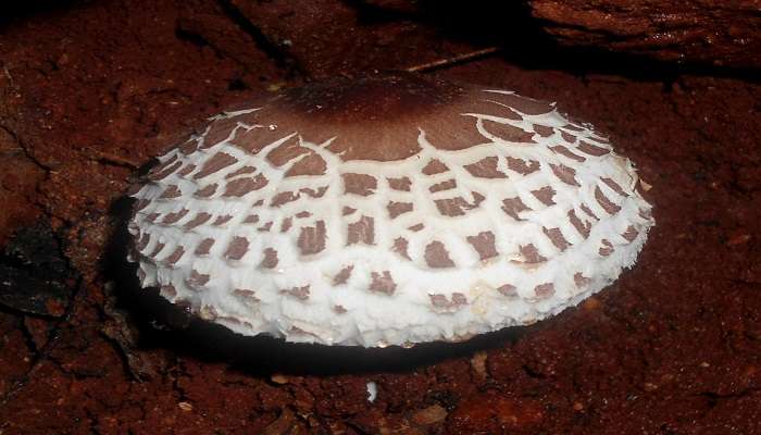 Wild Mushroom at Sri Venkateswara National Park.