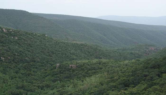 Come to Sri Venkateswara National Park for a tranquil escape in the lap of nature.