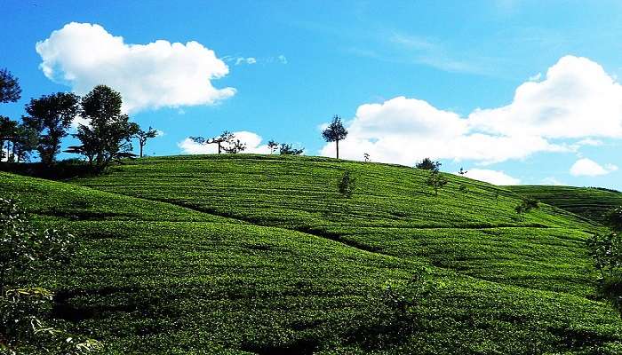 Tea estate tours are the best thing to do in Sri Lanka.