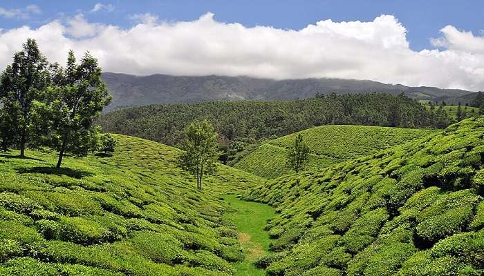 Tea plantation tours at Central Highlands