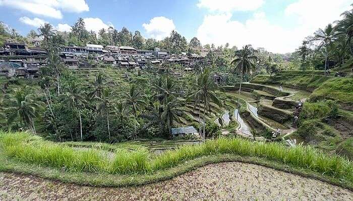 The green landscape of Tegallalang Rice Terraces near Setia Darma House Of Mask And Puppet