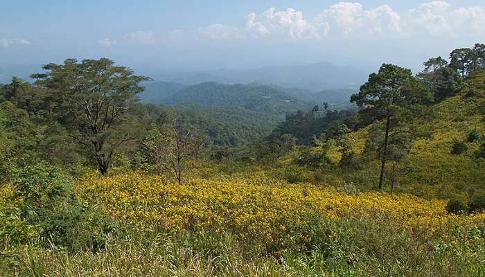 Surrounded by lush greenery, serene view of streams, rivers, and mangrove forests in Than Bok Khorani National Park in Thailand