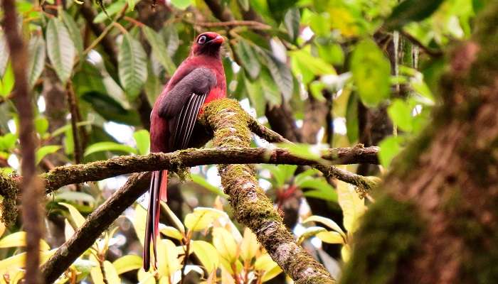 A beautiful bird in Mehao Wildlife Sanctuary near Mayodia pass 