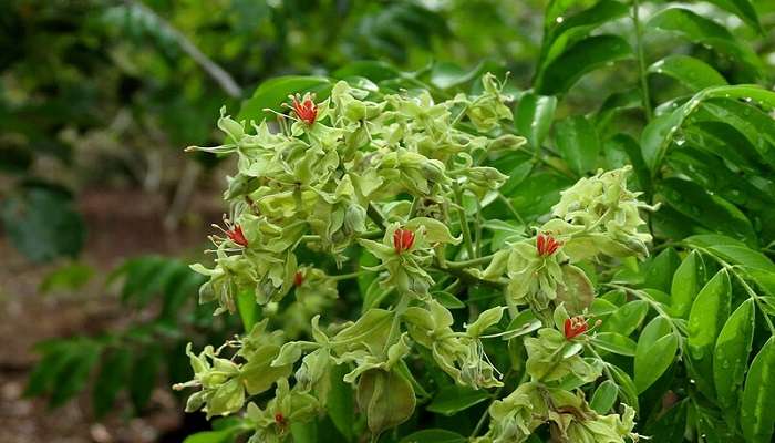 Diverse flora in Nilgiri Biosphere Park, near Kovaipudur 