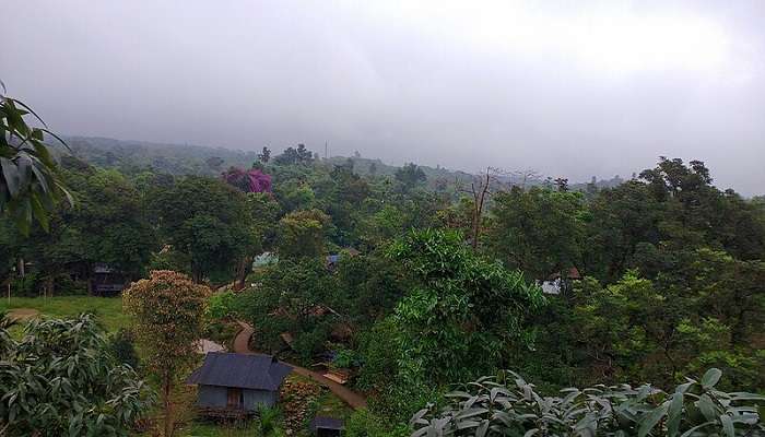 Dense Forests in Mawlynnong