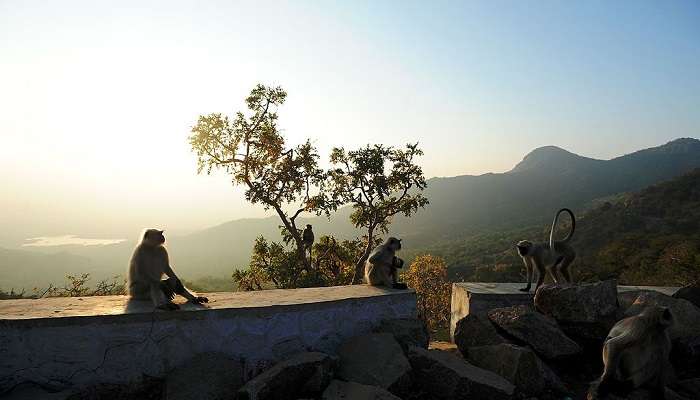 Scenic view of Wildlife Sanctuary Mount Abu