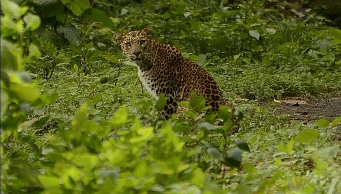 A leopard seen in Anaimalai Wildlife Sanctuary 