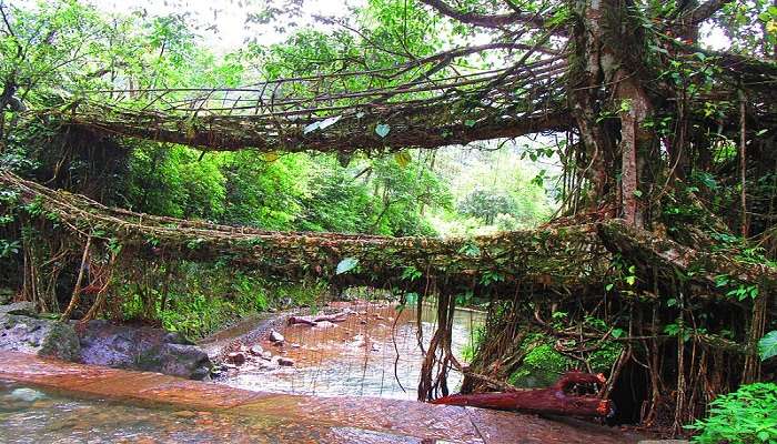 Visit the Living Roots Bridge while staying here