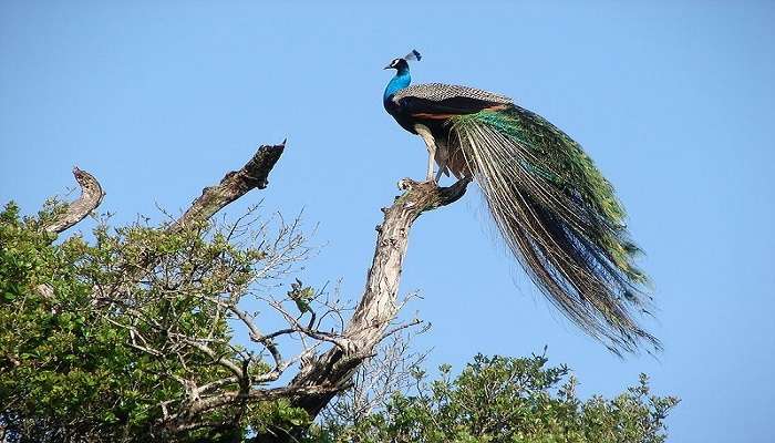 watch a beautiful peacock at the Wasgamuwa National Park