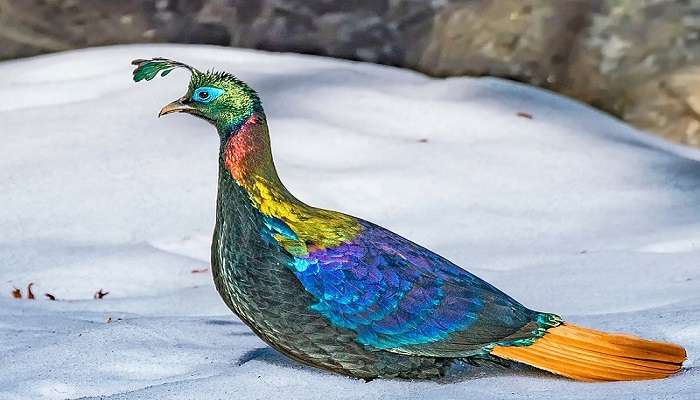 Himalayan Monal in Gwaldam